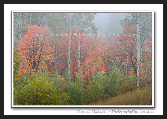 'Clouded Maples' ~ Trappers Loop