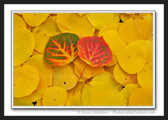 'Autumns Symbol' - Uinta Nat'l Forest