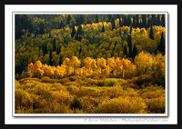 'Golden Row' ~ Cache National Forest