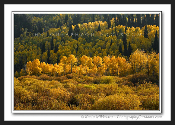 'Golden Row' ~ Cache National Forest