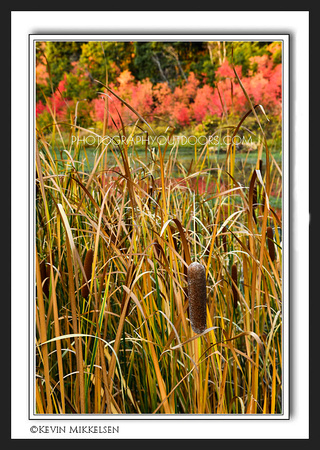 'Maples & Cattails' ~ Wasatch Nat'l Forest