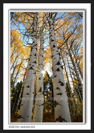 'Towering Aspens' ~ Caribou National Forest