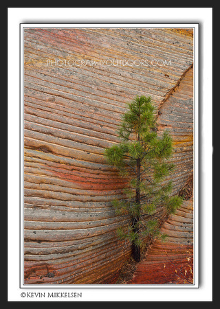 'Rugged Individual' ~ Zion National Park