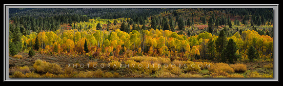 'Grove of Variety' ~ High Uinta Mountains