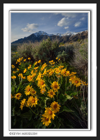 'Wasatch Blooms' ~ Northern Utah/Wasatch Mtns