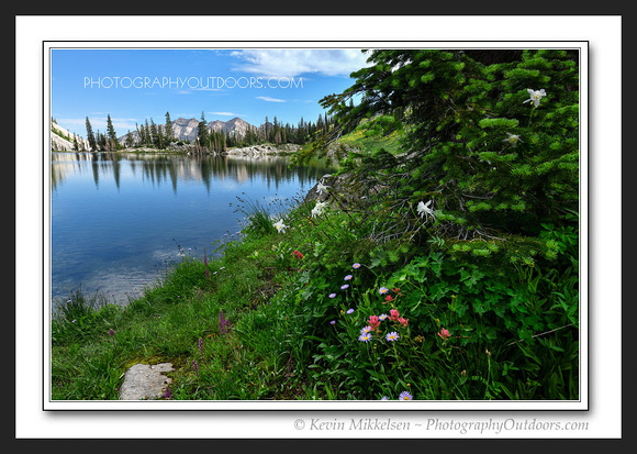 'Nature's Flora' ~ Red Pine Lake