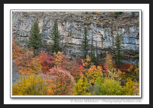 'Forest Symmetry' ~ Scenic Byway 89