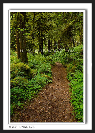 'Path of Ferns' ~ Columbia River Gorge
