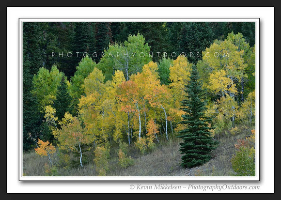 'Early September' ~ Wasatch Nat'l Forest