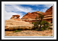 'Seldom Viewed' ~ Maze District / Canyonlands