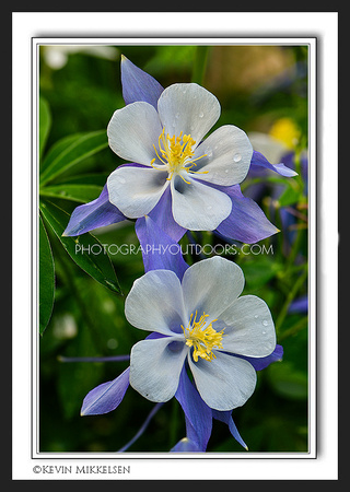 'Rocky Mountain Columbine' ~ North Ogden