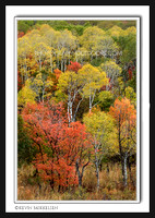 'Autumnal Hues' ~ Wasatch Mountains/Snowbasin
