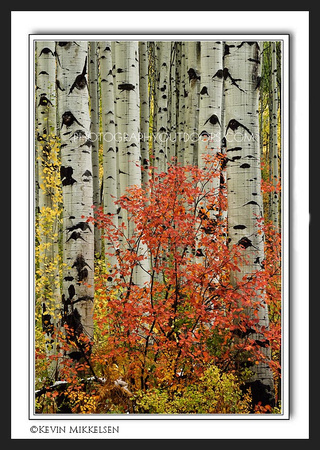 'Forest Companions' ~ Wasatch Nat'l Forest