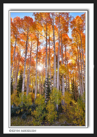 'Autumns Morning' ~ Dixie Nat'l Forest