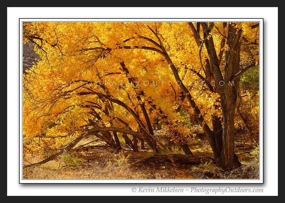 'Branches of Gold' ~ Capitol Reef Nat'l Park