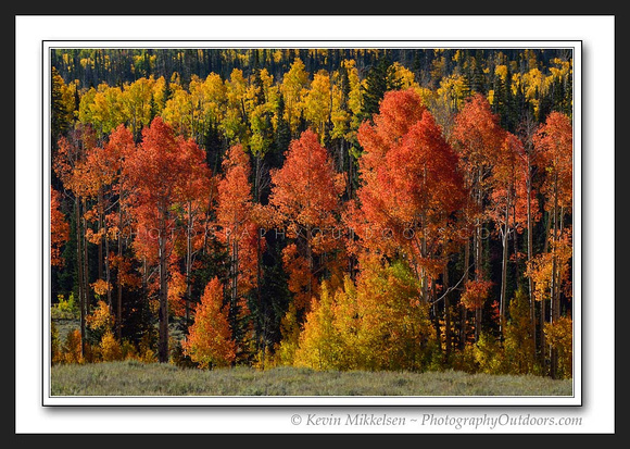 'Forest of Color' ~ Dixie Nat'l Forest
