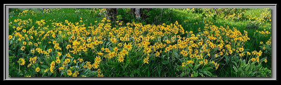 'Span of Arnica' ~ Trappers Loop